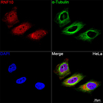 RNF10 Antibody in Immunocytochemistry (ICC/IF)