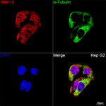 RNF10 Antibody in Immunocytochemistry (ICC/IF)