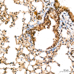 RNF10 Antibody in Immunohistochemistry (Paraffin) (IHC (P))