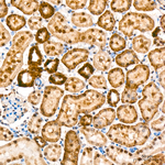 RNF10 Antibody in Immunohistochemistry (Paraffin) (IHC (P))
