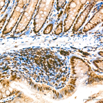 RNF10 Antibody in Immunohistochemistry (Paraffin) (IHC (P))