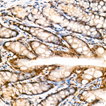 RNF10 Antibody in Immunohistochemistry (Paraffin) (IHC (P))