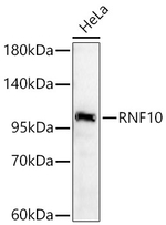 RNF10 Antibody in Western Blot (WB)