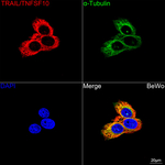 TRAIL Antibody in Immunocytochemistry (ICC/IF)