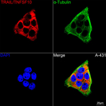 TRAIL Antibody in Immunocytochemistry (ICC/IF)