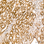 TRAIL Antibody in Immunohistochemistry (Paraffin) (IHC (P))