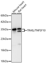 TRAIL Antibody in Western Blot (WB)
