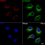 SRP72 Antibody in Immunocytochemistry (ICC/IF)