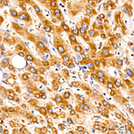 SRP72 Antibody in Immunohistochemistry (Paraffin) (IHC (P))