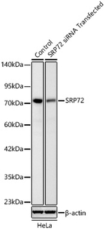SRP72 Antibody in Western Blot (WB)