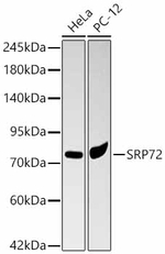 SRP72 Antibody in Western Blot (WB)