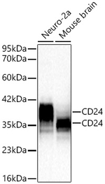 CD24 Antibody in Western Blot (WB)