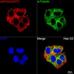 GSPT1 Recombinant Rabbit Monoclonal Antibody (2G9A5)