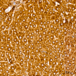 GSPT1 Antibody in Immunohistochemistry (Paraffin) (IHC (P))