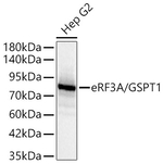 GSPT1 Antibody in Western Blot (WB)