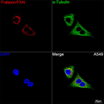 FXN Antibody in Immunocytochemistry (ICC/IF)