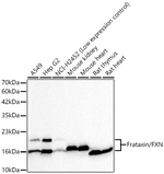 FXN Antibody in Western Blot (WB)
