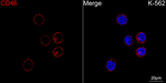 CD46 Antibody in Immunocytochemistry (ICC/IF)