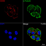 CD46 Recombinant Rabbit Monoclonal Antibody (6N4P7)