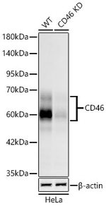CD46 Antibody in Western Blot (WB)