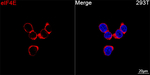 eIF4E Antibody in Immunocytochemistry (ICC/IF)