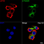 eIF4E Antibody in Immunocytochemistry (ICC/IF)