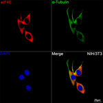 eIF4E Recombinant Rabbit Monoclonal Antibody (4N7U2)