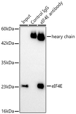 eIF4E Antibody in Immunoprecipitation (IP)