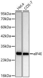 eIF4E Antibody in Western Blot (WB)