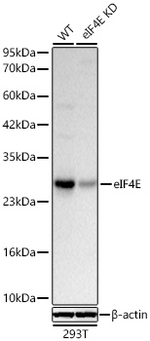 eIF4E Antibody in Western Blot (WB)