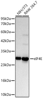 eIF4E Antibody in Western Blot (WB)