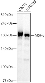 MSH6 Antibody in Western Blot (WB)