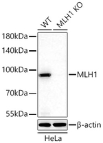 MLH1 Antibody in Western Blot (WB)