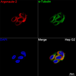 AGO2 Antibody in Immunocytochemistry (ICC/IF)