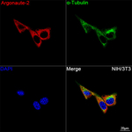 AGO2 Recombinant Rabbit Monoclonal Antibody (6V7O10)