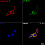 AGO2 Antibody in Immunocytochemistry (ICC/IF)