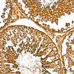 AGO2 Antibody in Immunohistochemistry (Paraffin) (IHC (P))