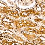 AGO2 Antibody in Immunohistochemistry (Paraffin) (IHC (P))