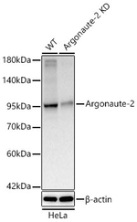 AGO2 Antibody in Western Blot (WB)