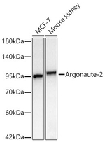 AGO2 Antibody in Western Blot (WB)