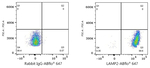 LAMP2 Antibody in Flow Cytometry (Flow)