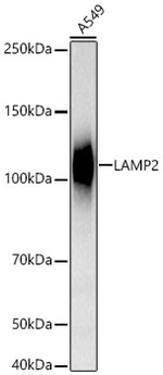 LAMP2 Antibody in Western Blot (WB)