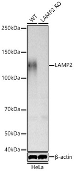 LAMP2 Antibody in Western Blot (WB)