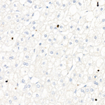 T-bet Recombinant Rabbit Monoclonal Antibody (10N10C10)