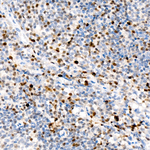 T-bet Antibody in Immunohistochemistry (Paraffin) (IHC (P))