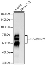 T-bet Antibody in Western Blot (WB)