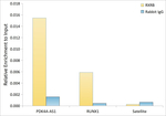 RXRB Antibody in ChIP Assay (ChIP)