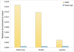 RXRB Antibody in ChIP Assay (ChIP)