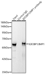 IGF2BP1 Antibody in Immunoprecipitation (IP)