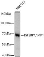 IGF2BP1 Antibody in Western Blot (WB)
